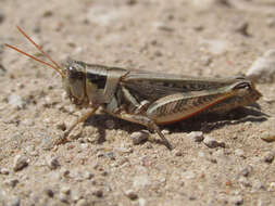 Image of Melanoplus confusus Scudder & S. H. 1897