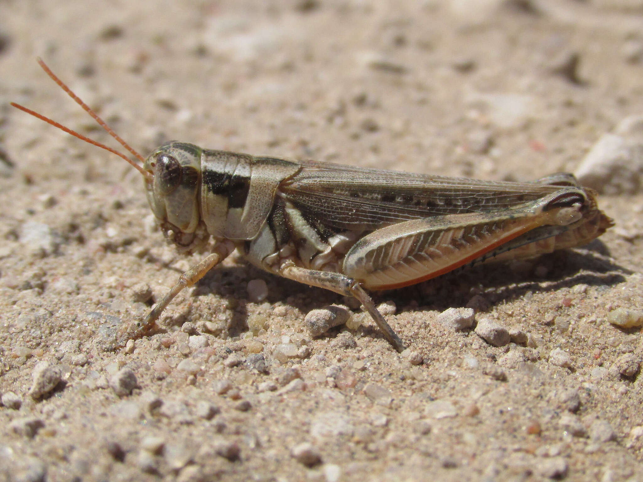 Image of Melanoplus confusus Scudder & S. H. 1897