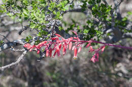 Image of redflower false yucca