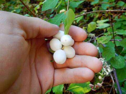 Image of Symphoricarpos Dill. ex Juss.