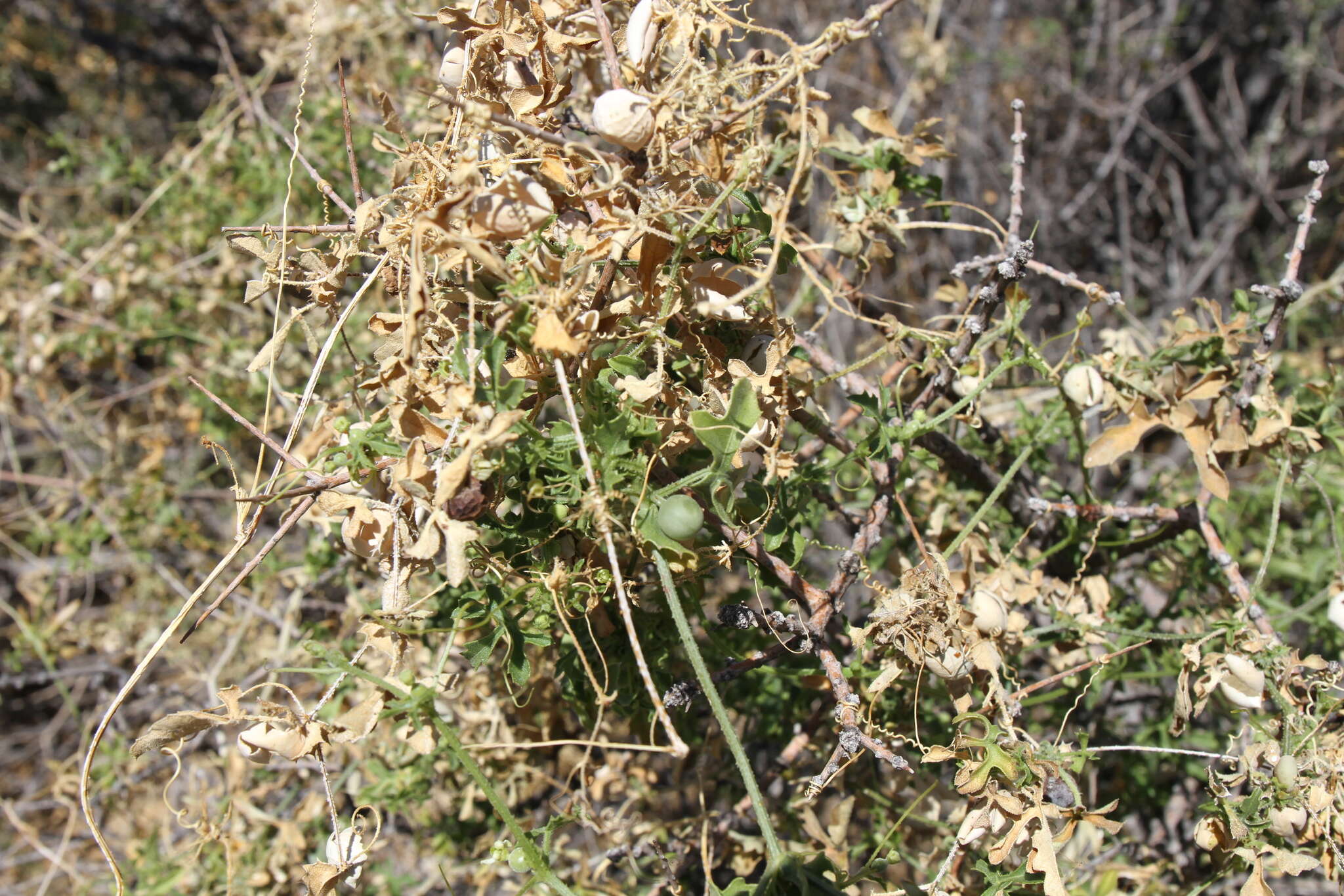 Image of Dactyliandra welwitschii Hook. fil.