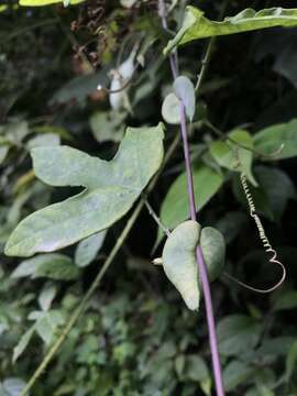 Image of Passiflora smithii Killip