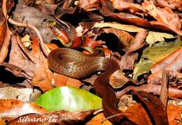 Image of Guatemala Neckband Snake