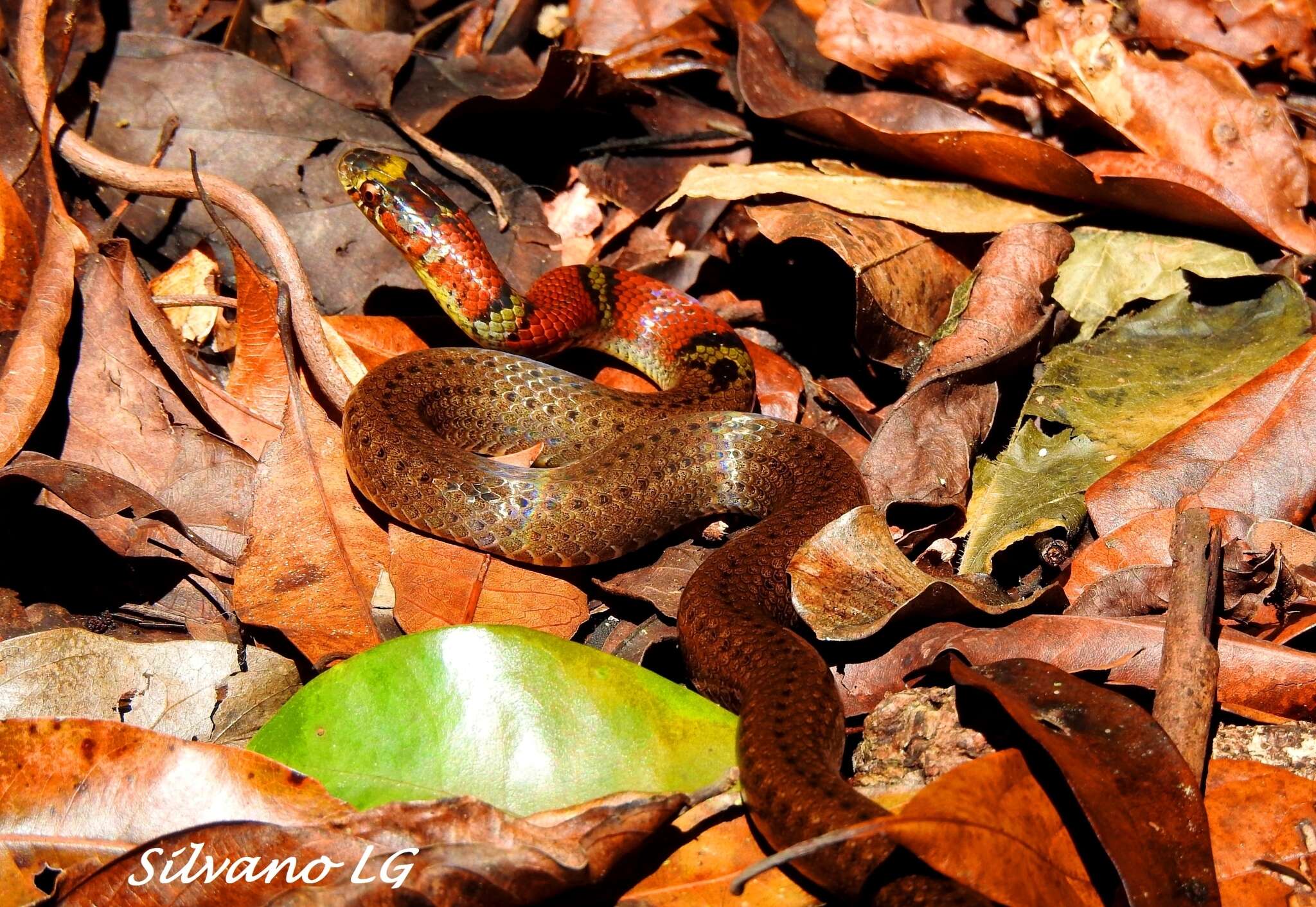 Image de Scaphiodontophis annulatus (A. M. C. Duméril, Bibron & A. H. A. Duméril 1854)