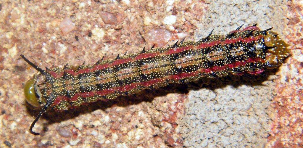 Image of Pink-striped Oakworm