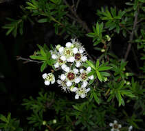 Plancia ëd Kunzea robusta de Lange & Toelken