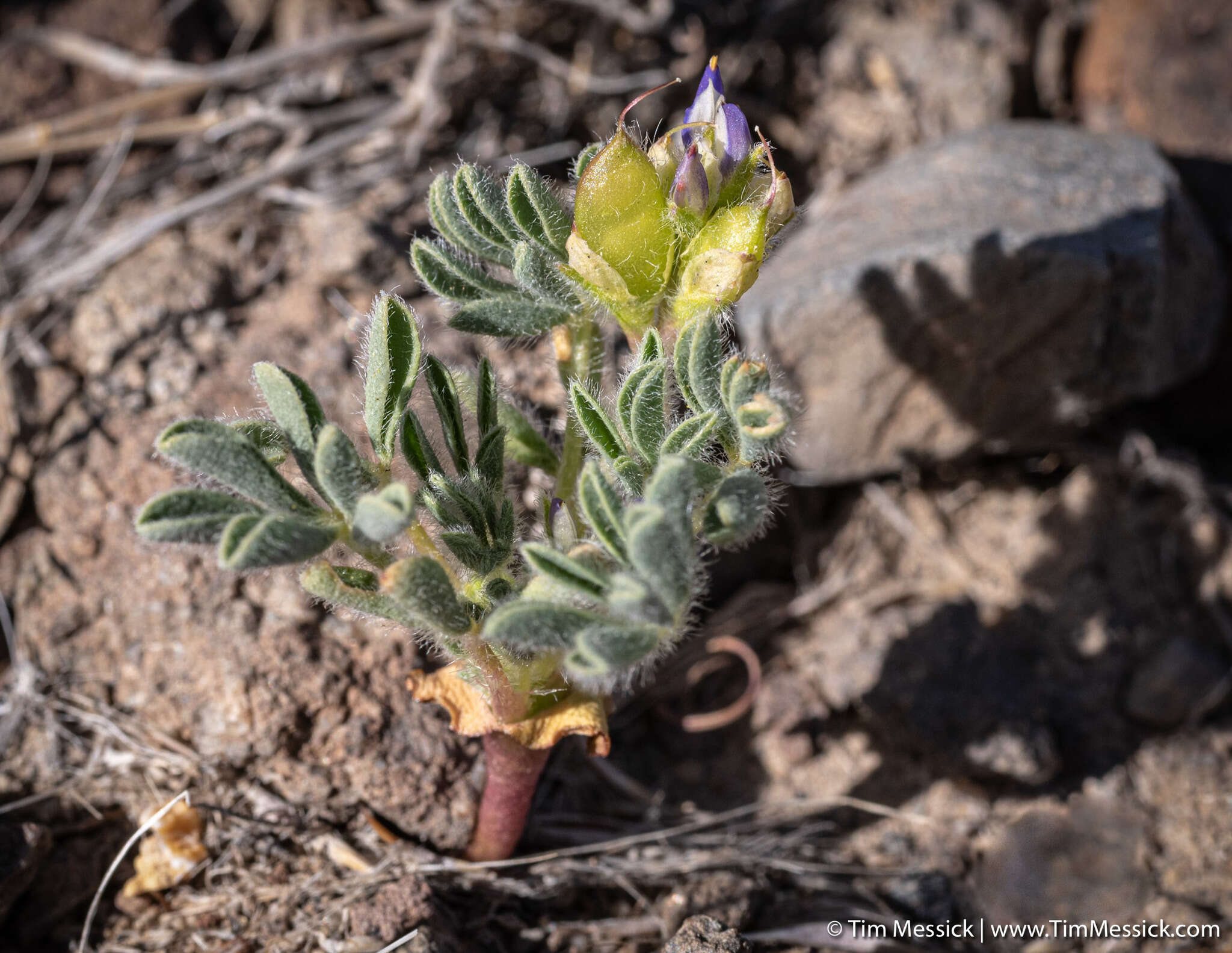 Image of shortstem lupine