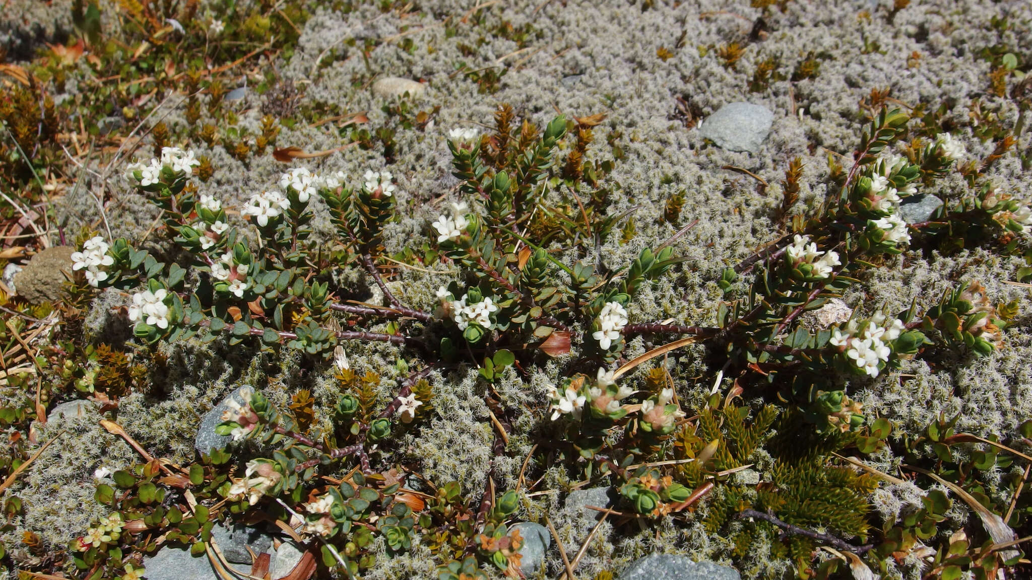 Image of Pimelea oreophila Burrows