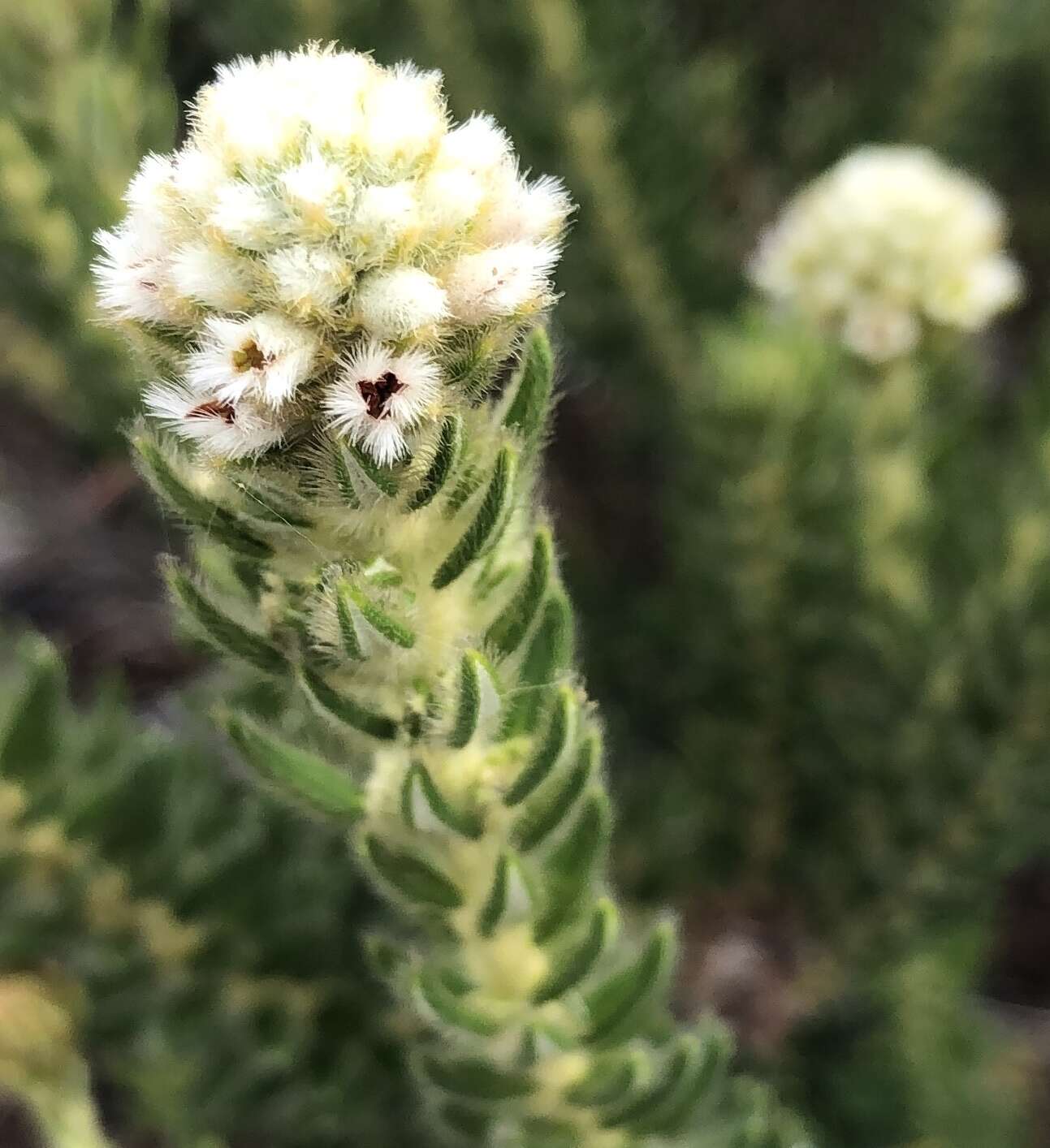 Phylica strigosa Berg. resmi