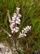 Polygonella robusta (Small) G. L. Nesom & V. M. Bates resmi