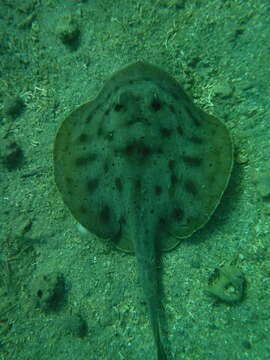 Image of Cortez Round Stingray