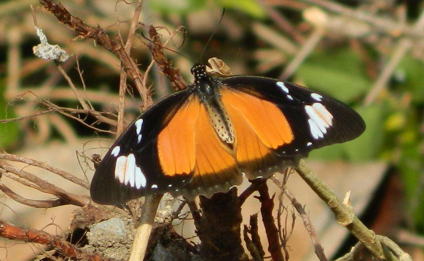 Image of African Swallowtail