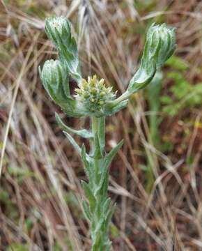 Image of common cottonrose