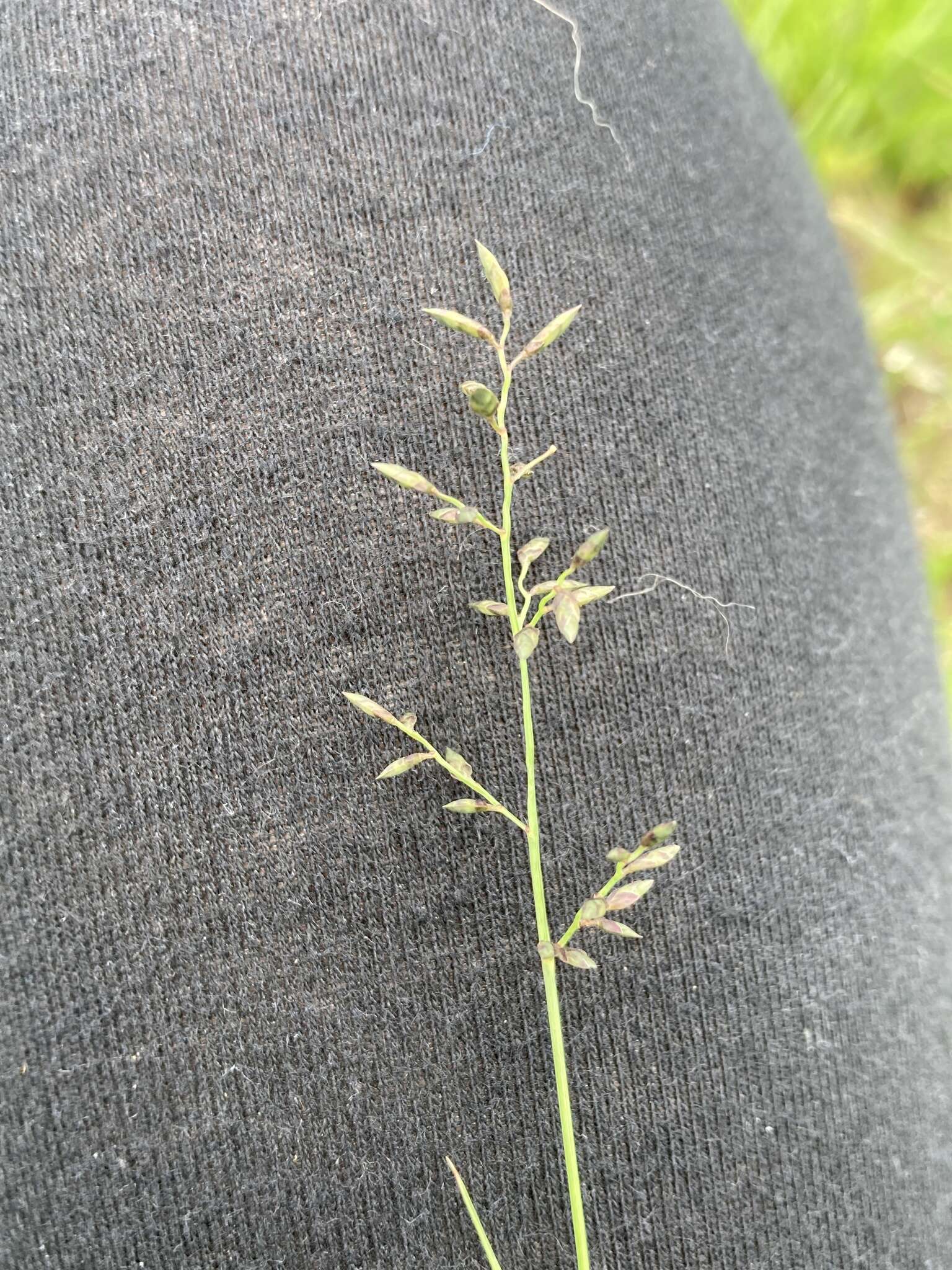 Image of Narrow heart love grass