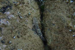 Image of Giant goby