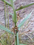 Image of Epipactis veratrifolia Boiss. & Hohen.