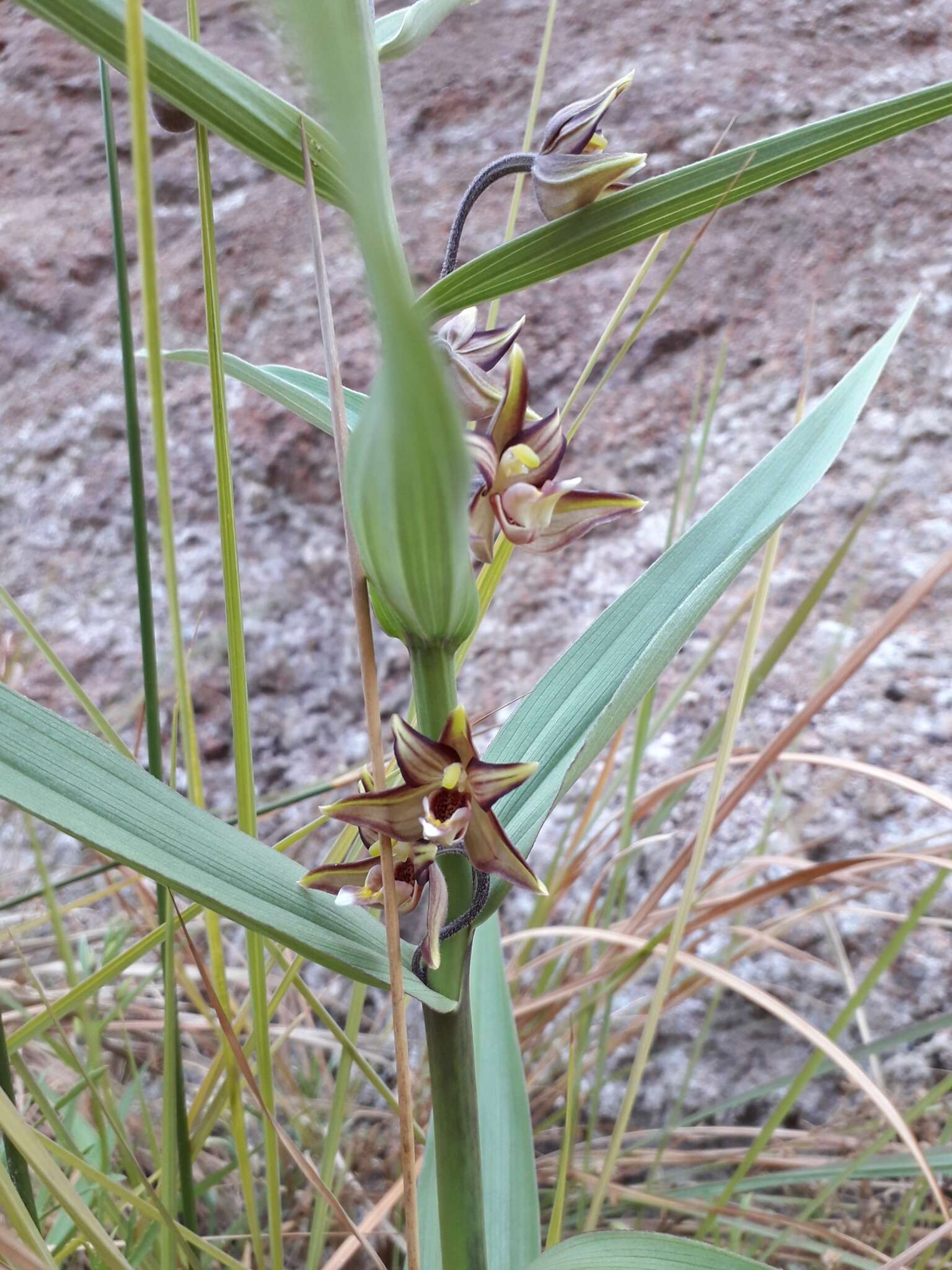 Imagem de Epipactis veratrifolia Boiss. & Hohen.