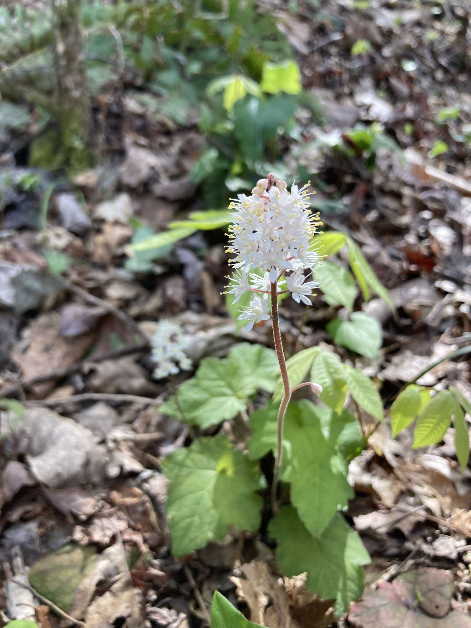 Image of heartleaf foamflower