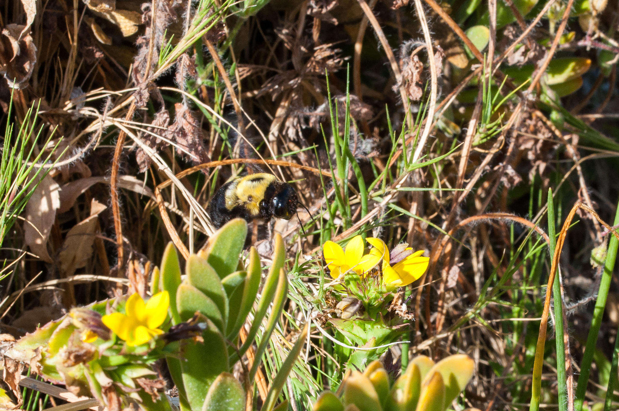 Plancia ëd Xylocopa watmoughi Eardley 1983