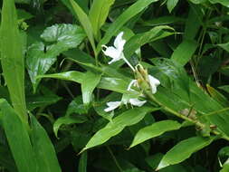 Imagem de Hedychium coronarium J. Koenig