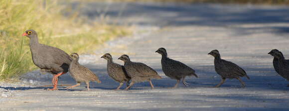 Image of Red-billed Francolin