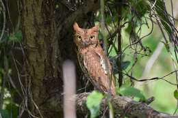 Image of Oriental Scops Owl