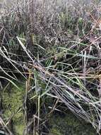 Image of California Cord Grass