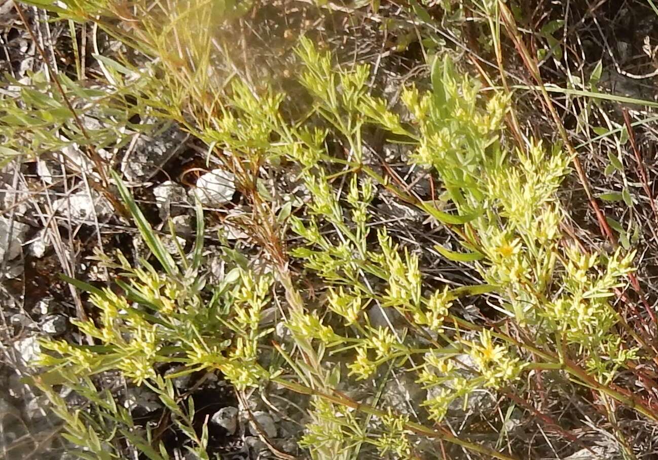 Image of yellow nailwort