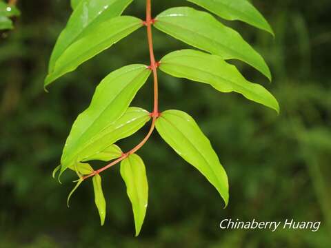 Image of Coriaria japonica subsp. intermedia (Matsum.) T. C. Huang