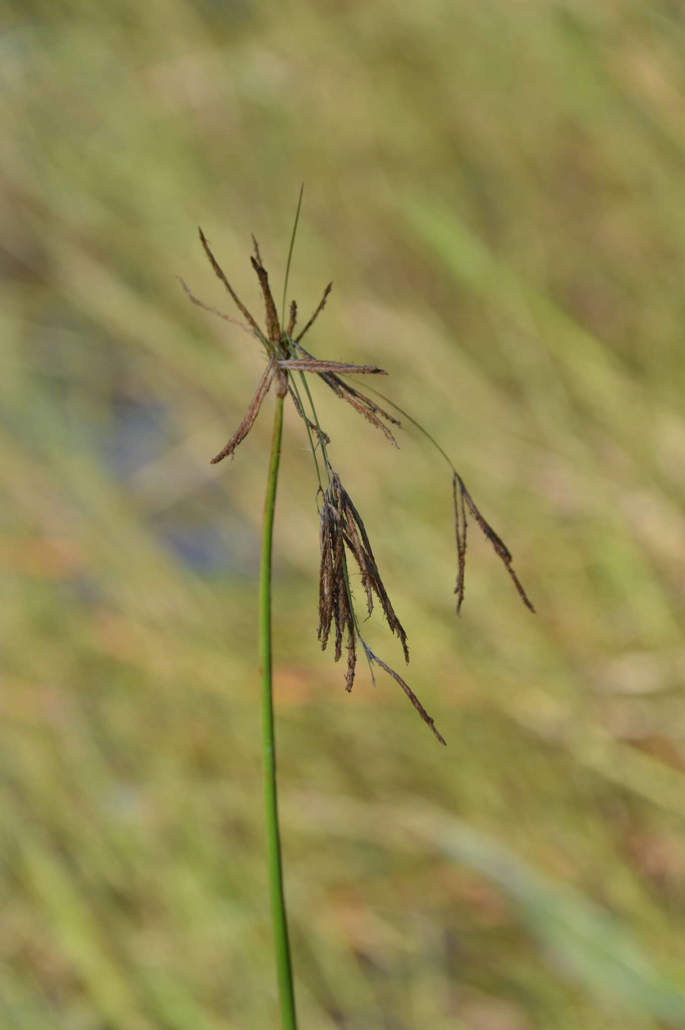 Image of Jointed Flatsedge