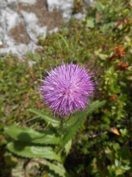 Image of alpine thistle