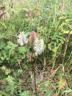 Image of Canadian burnet