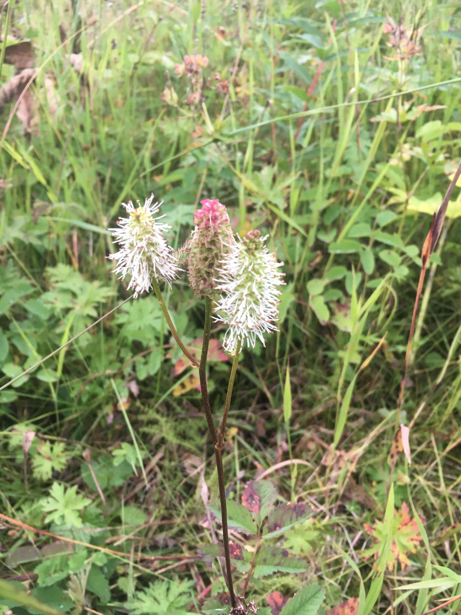 Image of Canadian burnet