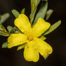 Image of Hibbertia glomerata subsp. ginginensis J. R. Wheeler