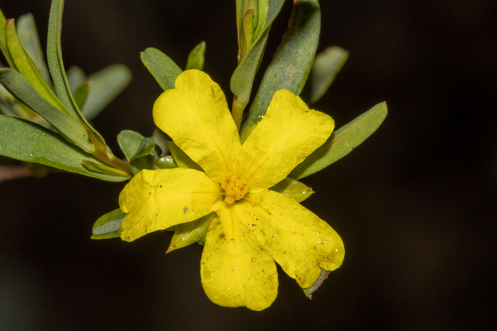 Image of Hibbertia glomerata subsp. ginginensis J. R. Wheeler