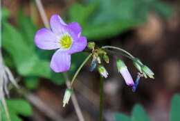 Plancia ëd Oxalis decaphylla Kunth