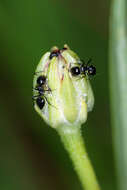 Image of Crematogaster laestrygon Emery 1869