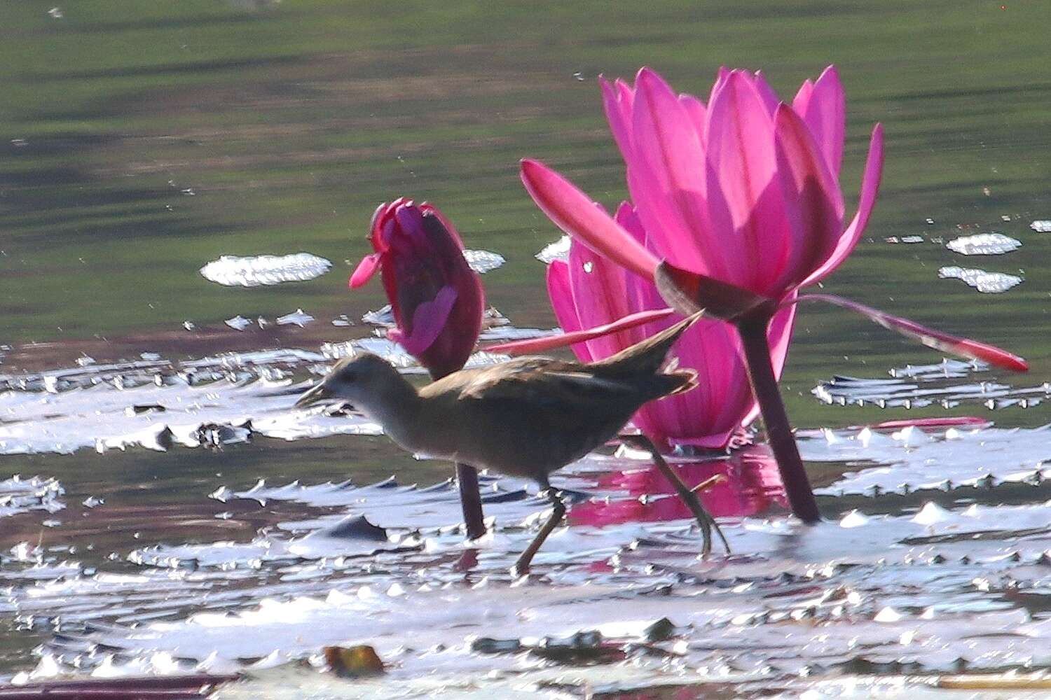 Image of Little Crake