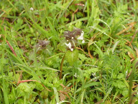 Image of Lamium bifidum Cirillo