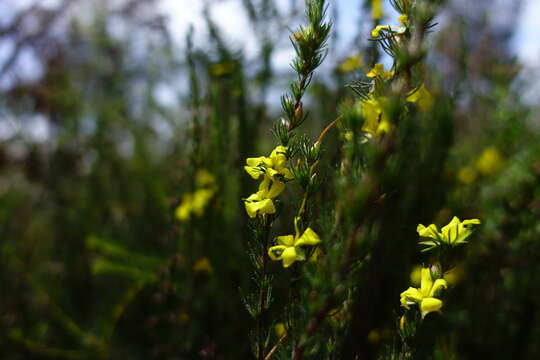 Hibbertia prostrata Hook. resmi