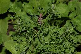 Image of Common Fumitory