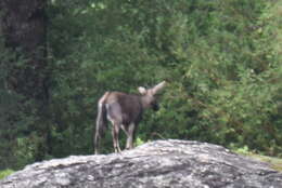 Image of Chinese Goral