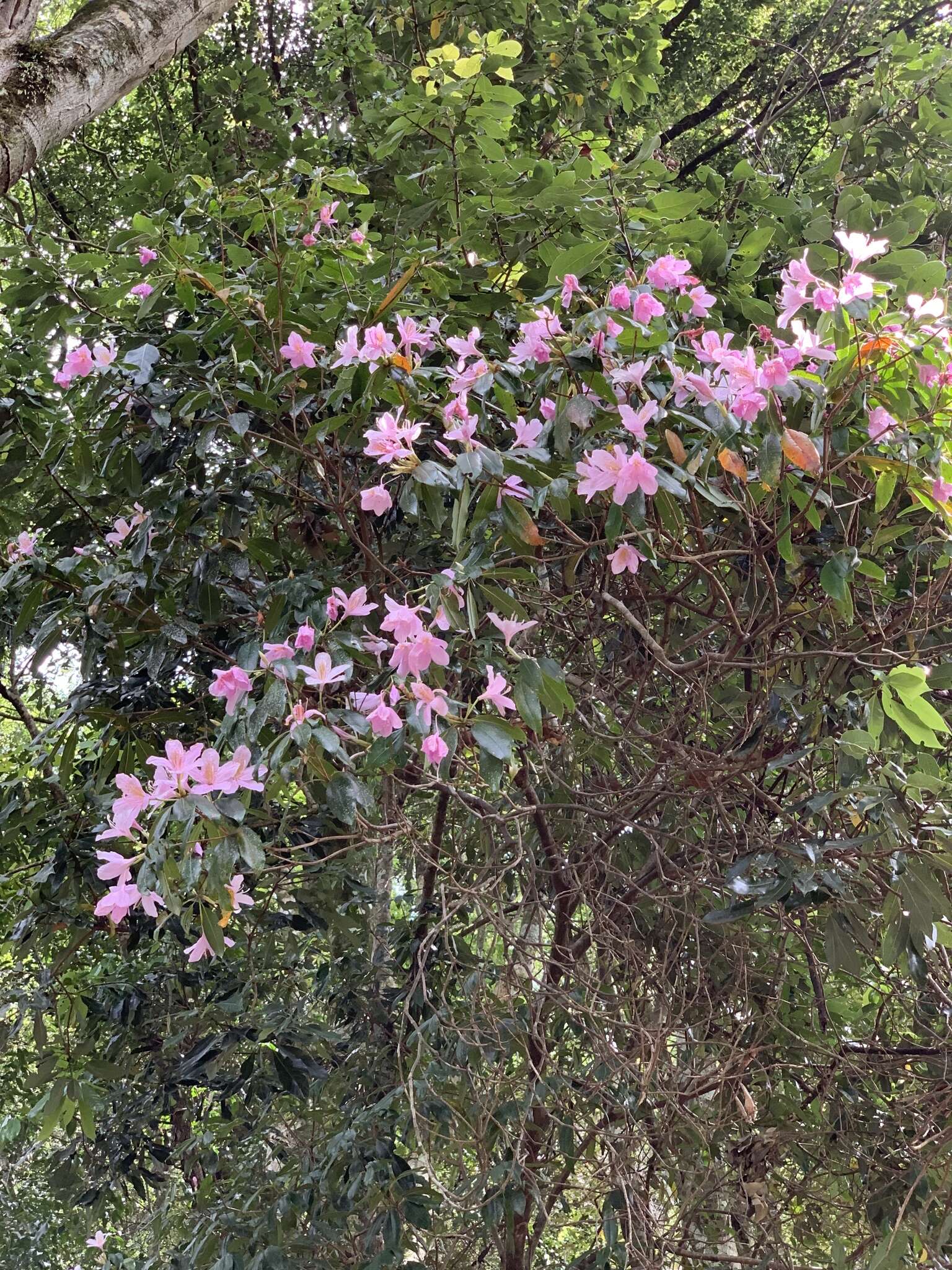 Image of Rhododendron latoucheae Franch.