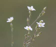 صورة Sabulina glaucina (Dvoráková) Dillenb. & Kadereit