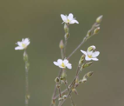 Imagem de Sabulina glaucina (Dvoráková) Dillenb. & Kadereit