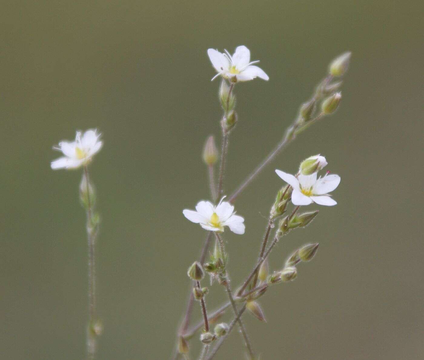 صورة Sabulina glaucina (Dvoráková) Dillenb. & Kadereit