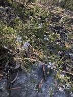 Sivun Leptospermum parvifolium Sm. kuva