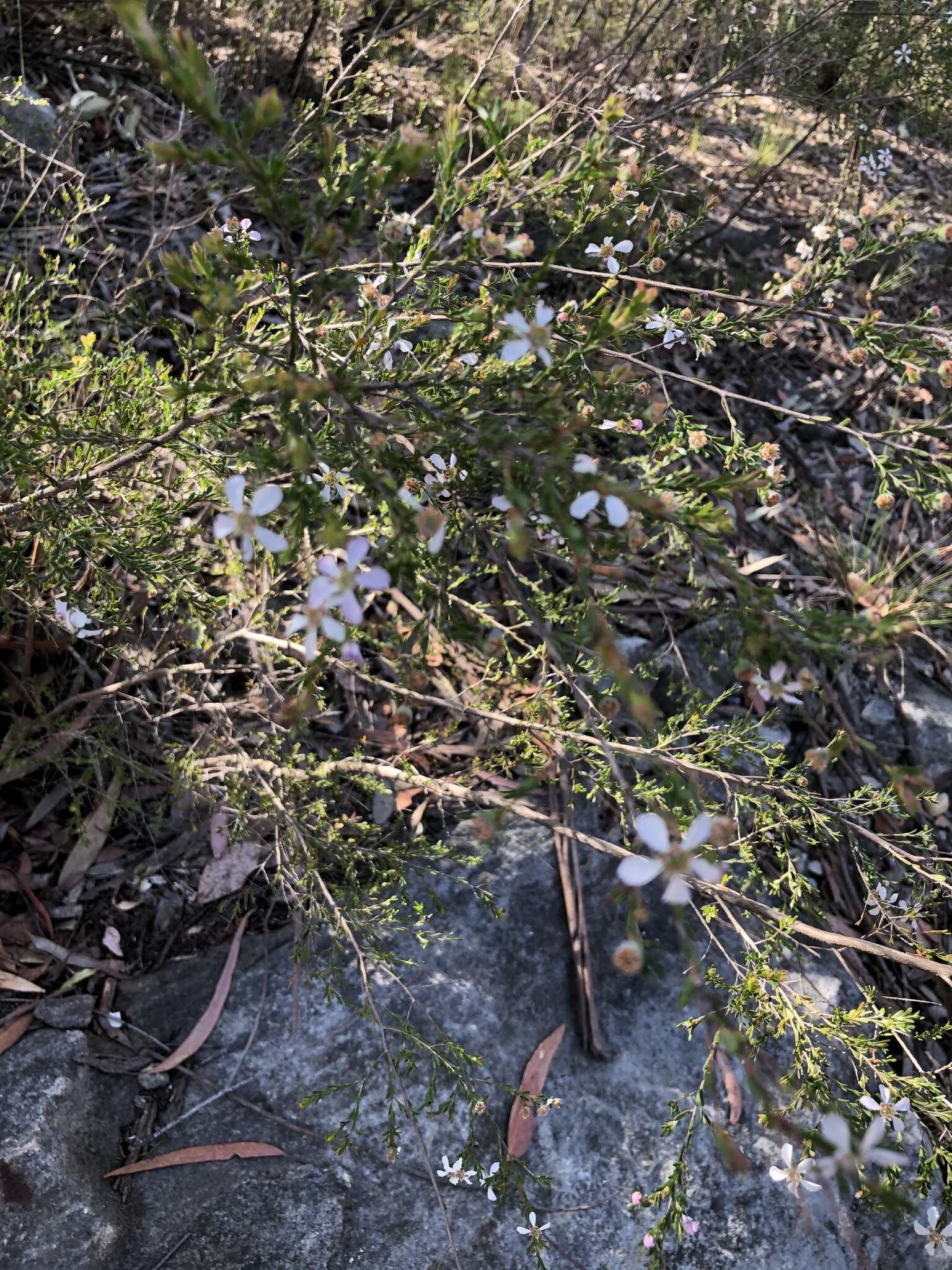 Sivun Leptospermum parvifolium Sm. kuva