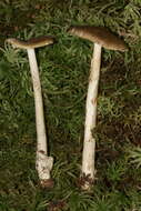 Image of Amanita sinicoflava Tulloss 1988