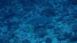 Image of Comb Grouper